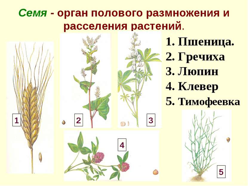 Семя - орган полового размножения и расселения растений. 1. Пшеница. 2. Гречи...
