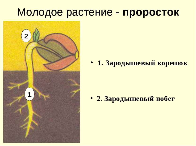 Молодое растение - проросток 1. Зародышевый корешок 2. Зародышевый побег 1 2