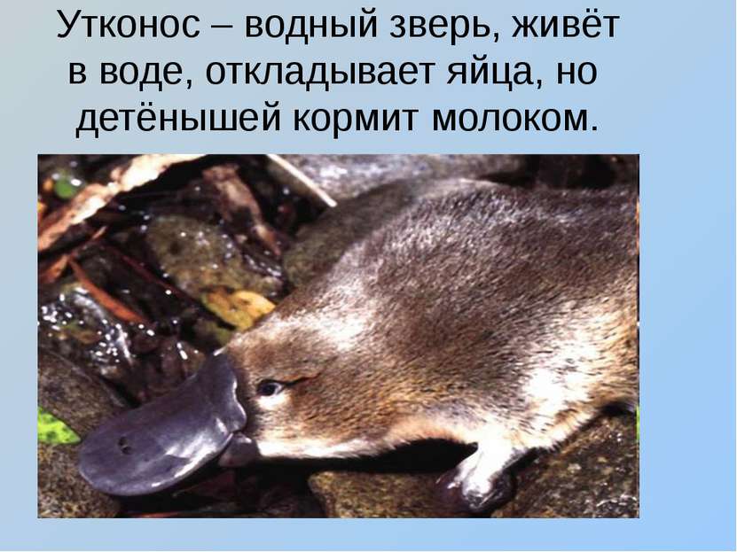 Утконос – водный зверь, живёт в воде, откладывает яйца, но детёнышей кормит м...