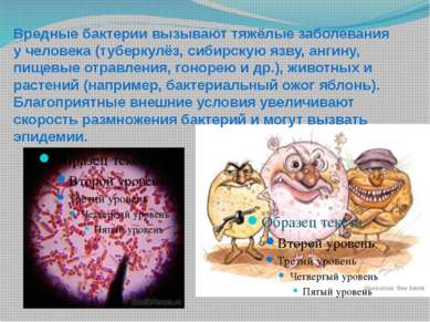 Вредные бактерии вызывают тяжёлые заболевания у человека (туберкулёз, сибирск...