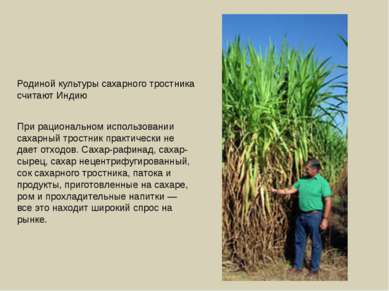 Родиной культуры сахарного тростника считают Индию При рациональном использов...