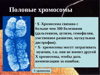 Половые хромосомы Х-хромосома Х -Хромосома связана с больше чем 300 болезнями...
