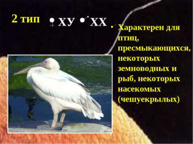 2 тип Характерен для птиц, пресмыкающихся, некоторых земноводных и рыб, некот...