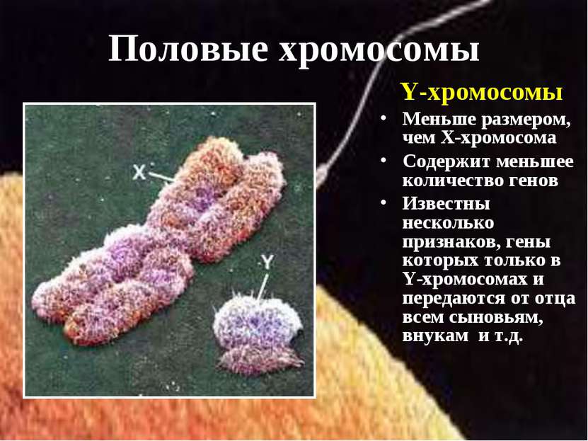 Y-хромосомы Меньше размером, чем Х-хромосома Содержит меньшее количество гено...