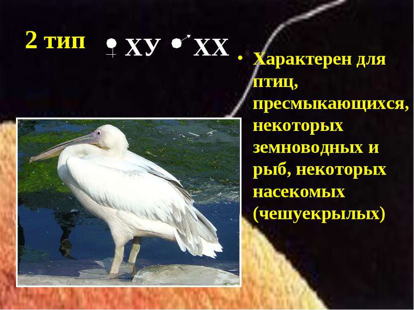 2 тип Характерен для птиц, пресмыкающихся, некоторых земноводных и рыб, некот...