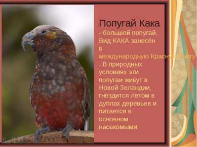 Попугай Кака - большой попугай. Вид КАКА занесён в международную Красную Книг...