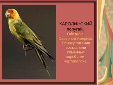 КАРОЛИНСКИЙ попугай. Обитал в Северной Америке. Основу питания составляли сем...