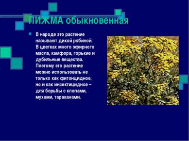 ПИЖМА обыкновенная В народе это растение называют дикой рябиной. В цветках мн...