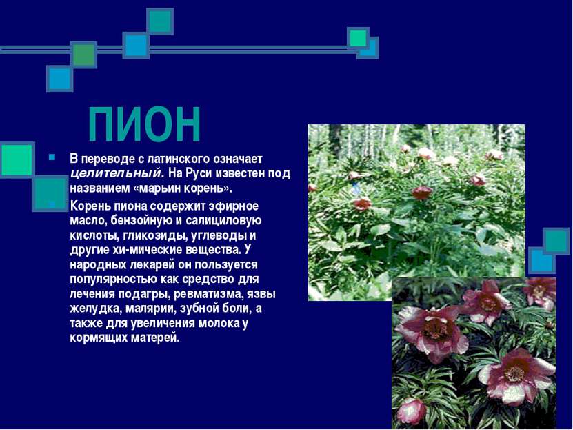 ПИОН В переводе с латинского означает целительный. На Руси известен под назва...