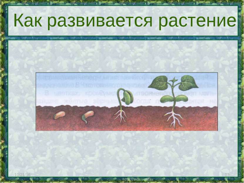* * Как развивается растение