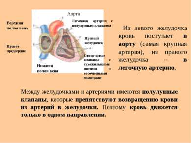 Из левого желудочка кровь поступает в аорту (самая крупная артерия), из право...
