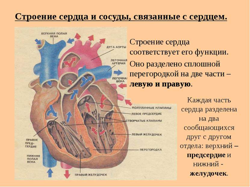 Строение сердца и сосуды, связанные с сердцем. Строение сердца соответствует ...