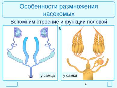 Особенности размножения насекомых Вспомним строение и функции половой системы...