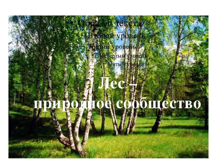 Лес – природное сообщество