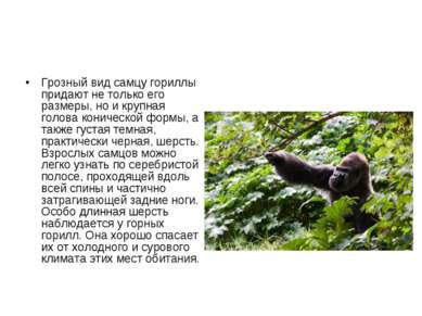 Грозный вид самцу гориллы придают не только его размеры, но и крупная голова ...