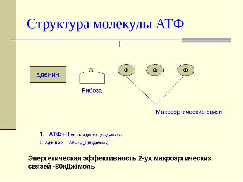Структура молекулы АТФ аденин Ф Ф Ф Рибоза Макроэргические связи АТФ+Н 2О АДФ...