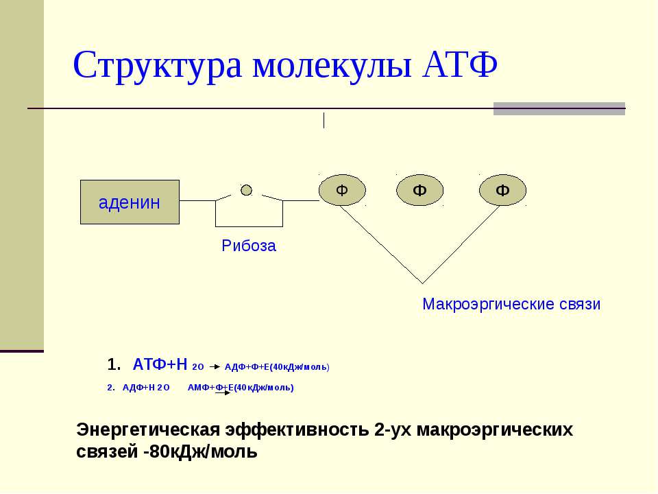 Молекула атф макроэргические связи. Строение АТФ макроэргические связи. Структура молекулы АТФ. Строение молекулы АТФ. Макроэргические связи в молекуле АТФ.