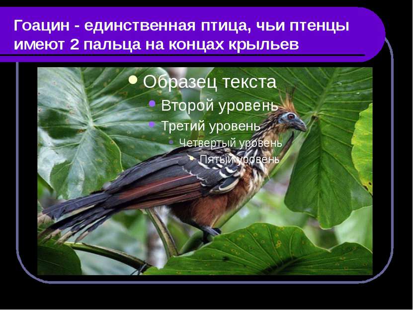 Гоацин - единственная птица, чьи птенцы имеют 2 пальца на концах крыльев