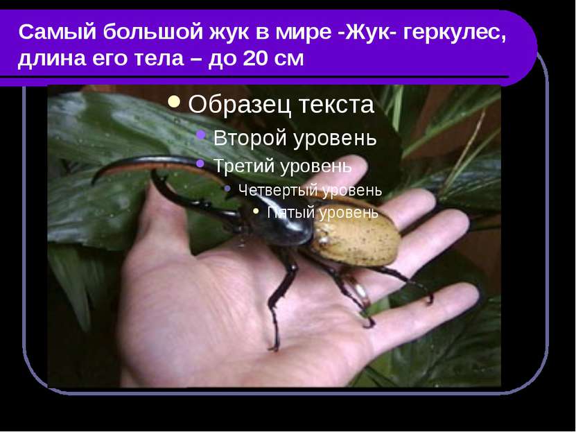 Самый большой жук в мире -Жук- геркулес, длина его тела – до 20 см