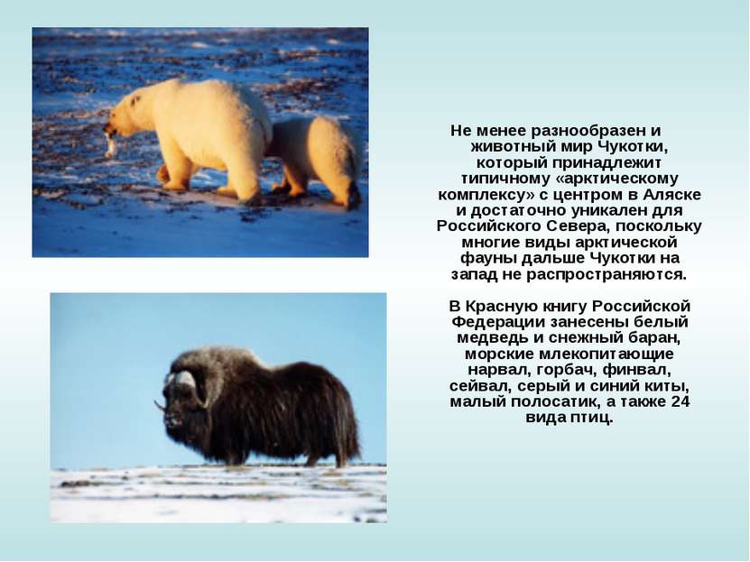 Не менее разнообразен и животный мир Чукотки, который принадлежит типичному «...