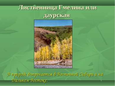 Лиственница Гмелина или даурская В природе встречается в Восточной Сибири и н...