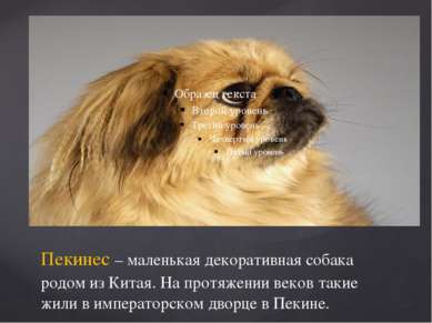 Пекинес – маленькая декоративная собака родом из Китая. На протяжении веков т...