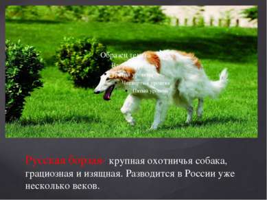 Русская борзая- крупная охотничья собака, грациозная и изящная. Разводится в ...