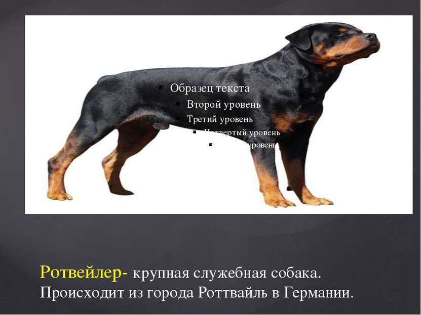 Ротвейлер- крупная служебная собака. Происходит из города Роттвайль в Германии.