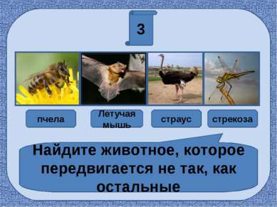3 пчела Летучая мышь страус стрекоза Найдите животное, которое передвигается ...