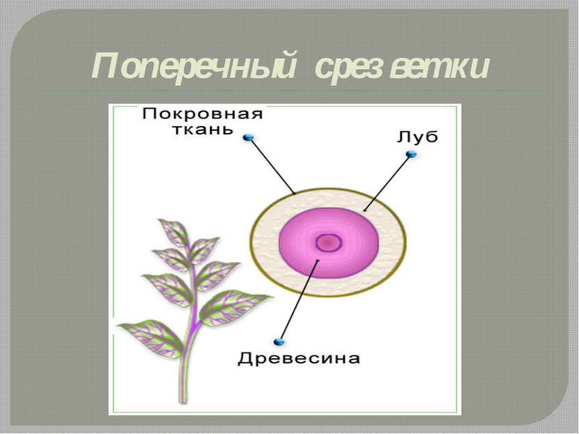 Поперечный срез ветки