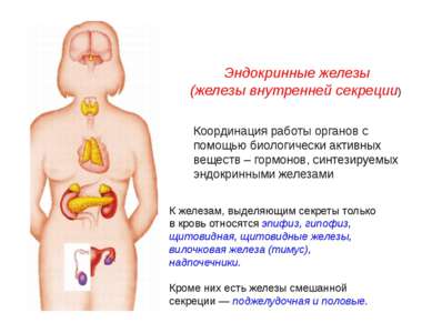 Эндокринные железы (железы внутренней секреции) К железам, выделяющим секреты...