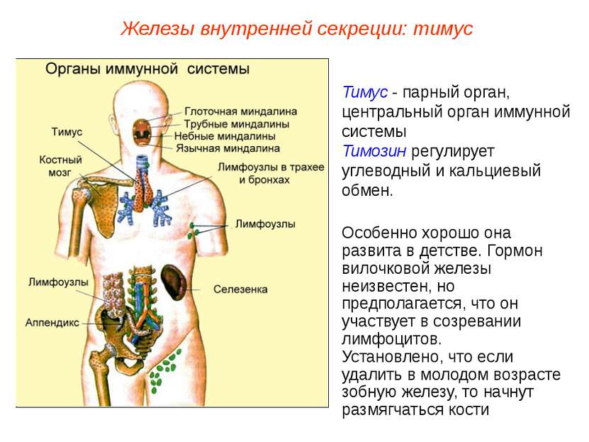 Тимус - парный орган, центральный орган иммунной системы Тимозин регулирует у...
