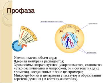 Профаза Увеличивается объем ядра; Ядерная мембрана распадается; Хромосомы спи...