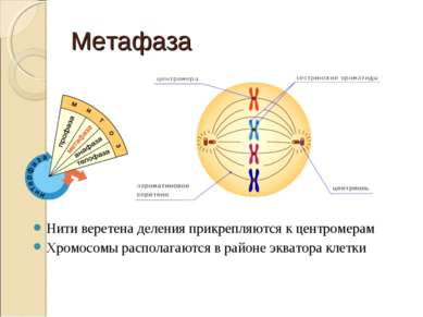 Метафаза Нити веретена деления прикрепляются к центромерам Хромосомы располаг...