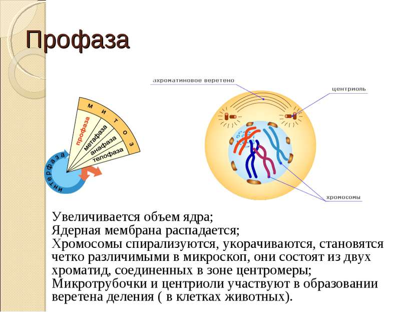 Профаза Увеличивается объем ядра; Ядерная мембрана распадается; Хромосомы спи...