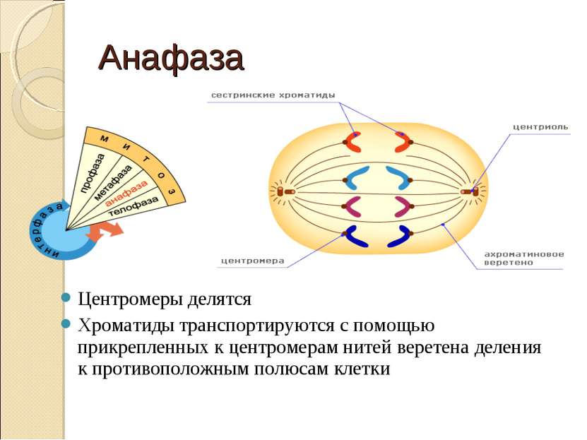 Анафаза Центромеры делятся Хроматиды транспортируются с помощью прикрепленных...