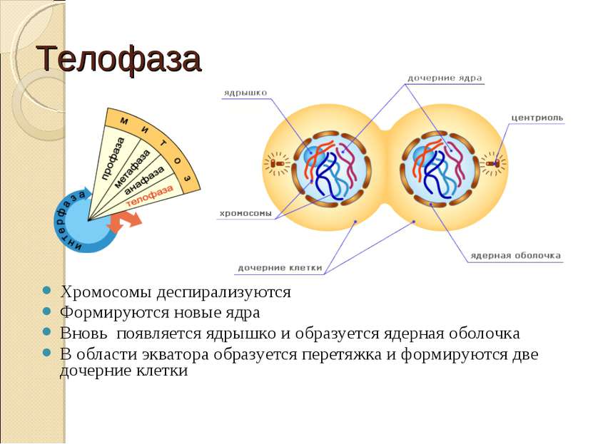 Телофаза Хромосомы деспирализуются Формируются новые ядра Вновь появляется яд...