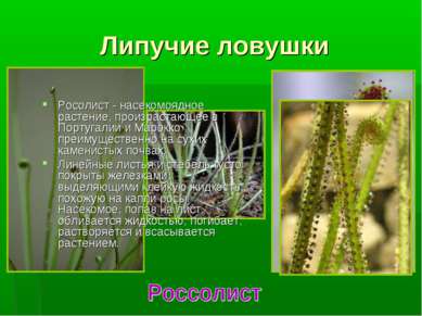 Липучие ловушки Росолист - насекомоядное растение, произрастающее в Португали...