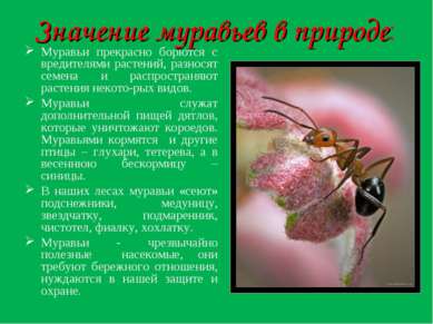 Значение муравьев в природе: Муравьи прекрасно борются с вредителями растений...