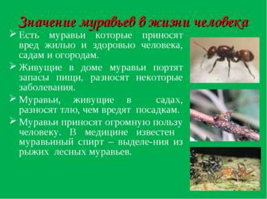 Значение муравьев в жизни человека: Есть муравьи которые приносят вред жилью ...