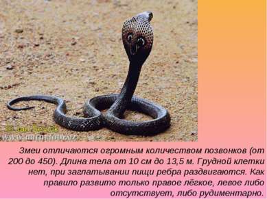 Змеи отличаются огромным количеством позвонков (от 200 до 450). Длина тела от...