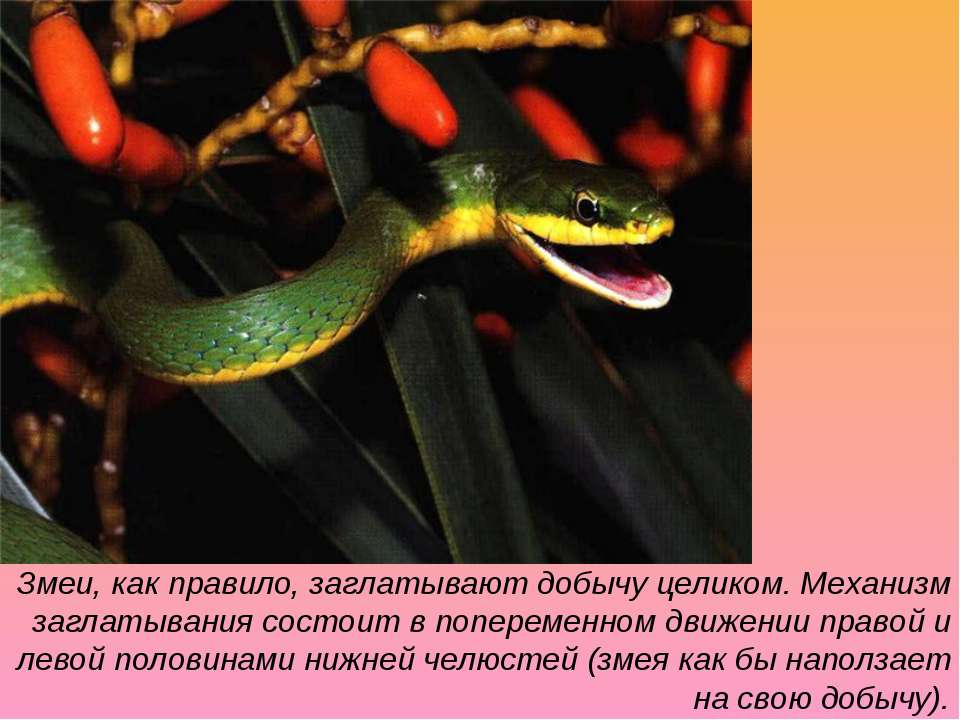 Змеи заглатывают добычу целиком. Змея для презентации. Змеи биология. Змеи презентация. Змеи доклад.