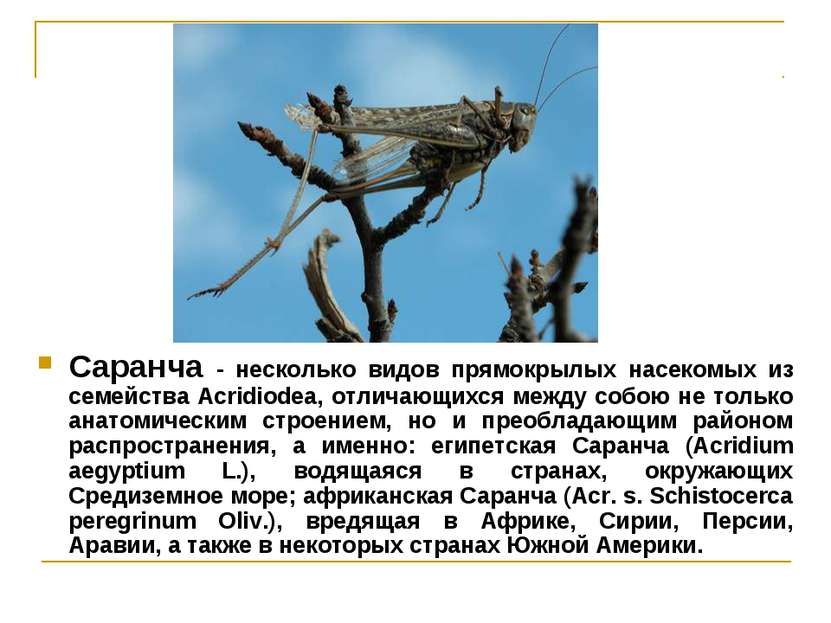 Саранча - несколько видов прямокрылых насекомых из семейства Acridiodea, отли...