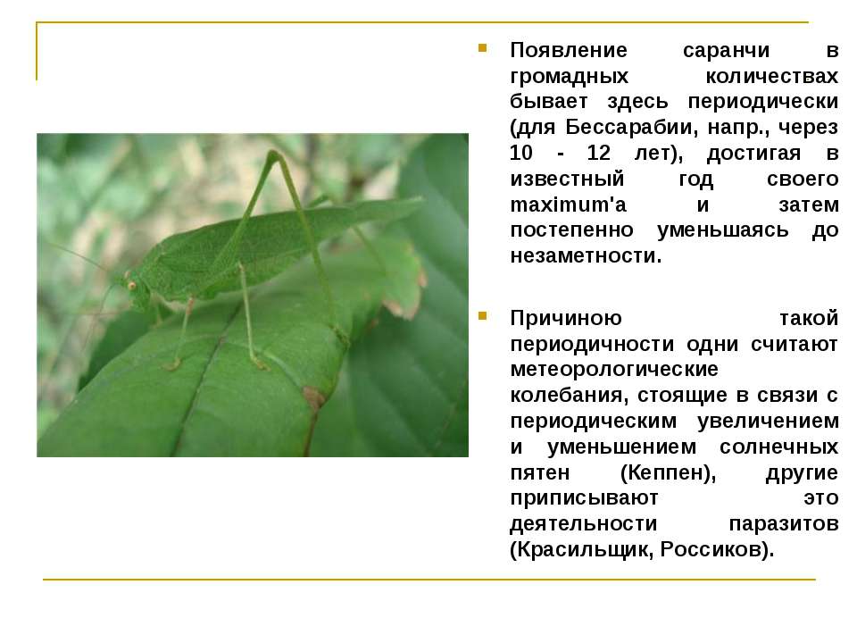 Какой тип развития характерен для саранчи перелетной изображенной на рисунке