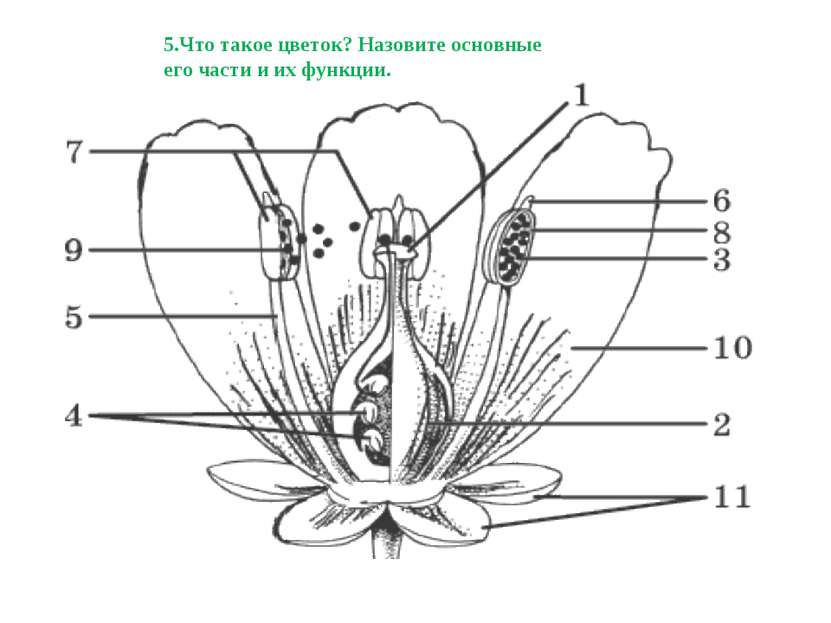 5.Что такое цветок? Назовите основные его части и их функции.