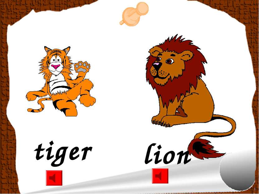 tiger lion