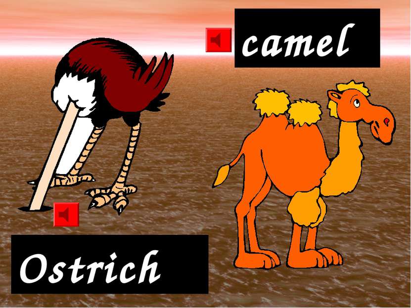 Ostrich camel