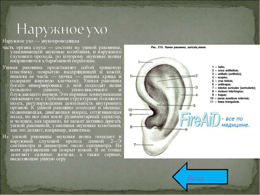 Наружное ухо — звукопроводящая часть органа слуха — состоит из ушной раковины...