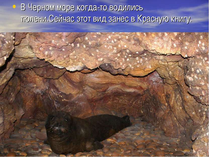 В Черном море когда-то водились тюлени.Сейчас этот вид занес в Красную книгу.