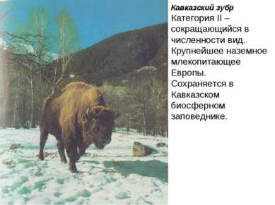 Кавказский зубр Категория II – сокращающийся в численности вид. Крупнейшее на...